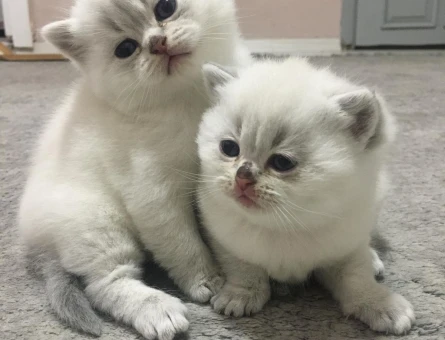 2 AYLİK BRİTİSH SHORTHAİR