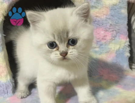 2 AYLİK BRİTİSH SHORTHAİR