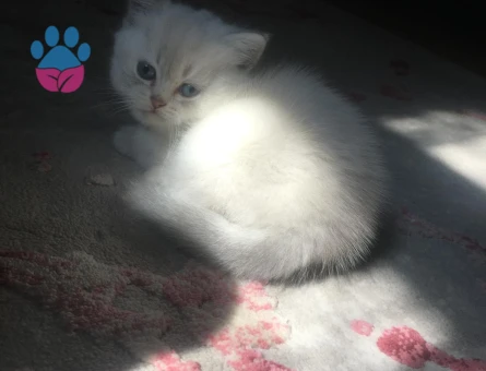 2 AYLİK BRİTİSH SHORTHAİR