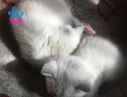 2 AYLİK BRİTİSH SHORTHAİR