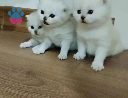 Safkan Yavrularımıza Yeni Yuva Arıyoruz