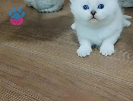 Safkan Yavrularımıza Yeni Yuva Arıyoruz