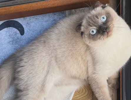 British Shorthair 1 Yaşında Erkek