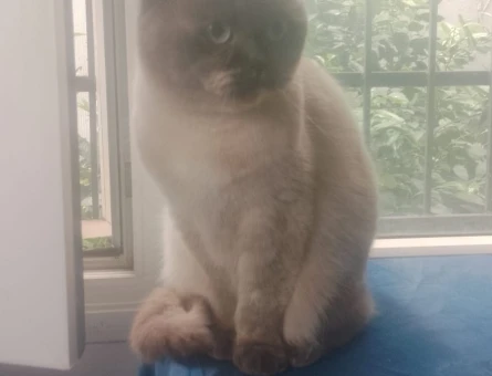 Scottish Fold 2 Yaşında Kızgınlıkta