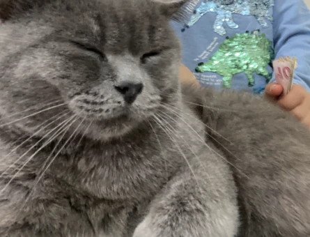 1 Yaşında British Shorthair Kedim Eş Arıyor - 4213