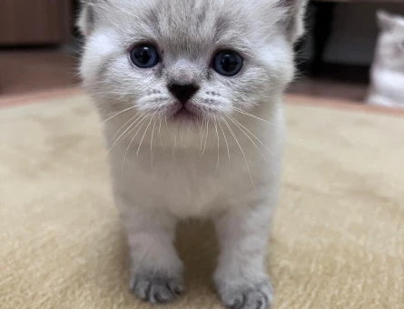 Biritish shorthair blue point yavrular yuva arıyor