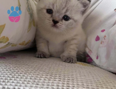 Biritish shorthair blue point yavrular yuva arıyor