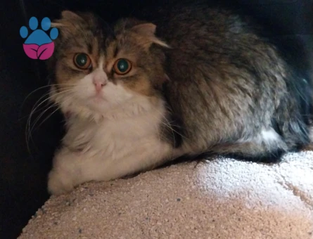British longhair 1 Yaşında Dişi Kedim Yuva Arıyor