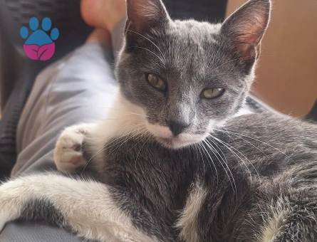 8 Aylık Kısırlaştırılmış Dişi Kedi