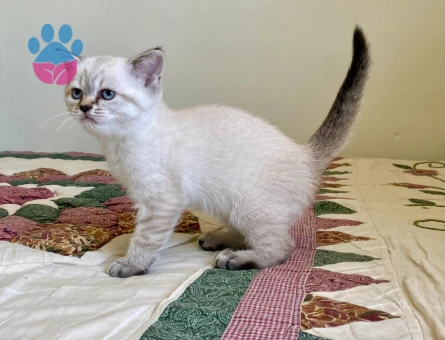 British Shorthair Colourpoint Dişi Yavru