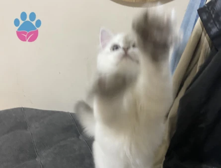British Longhair Dişi 6 Aylık