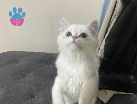British Longhair Dişi 6 Aylık