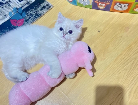 British Longhair Dişi 6 Aylık