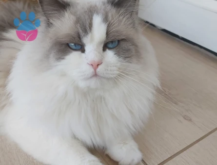 Erkek ragdoll SAFKAN 3 Yaşında