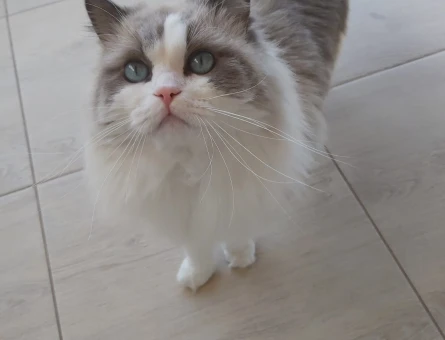 Erkek ragdoll SAFKAN 3 Yaşında - 5132
