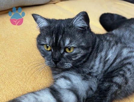 British Shorthair Bal gözlü kızımıza Eş arıyoruz