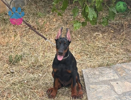 Scr li üst kalite doberman yavrular