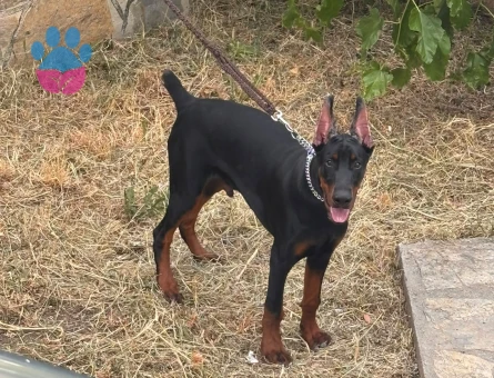 Scr li üst kalite doberman yavrular