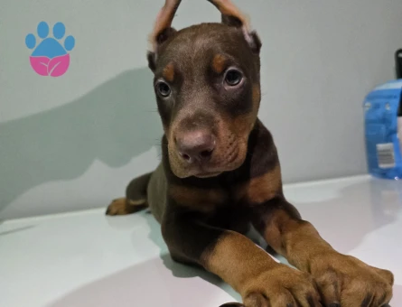 Kızıl ve siyah estetikli doberman yavrular