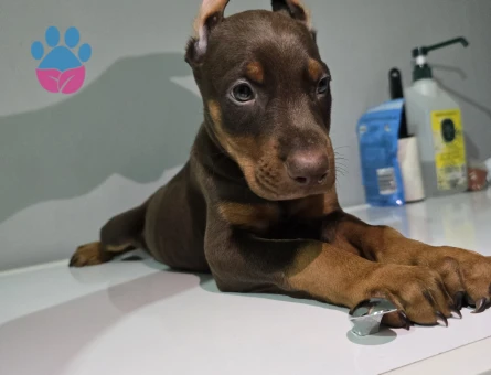 Kızıl ve siyah estetikli doberman yavrular