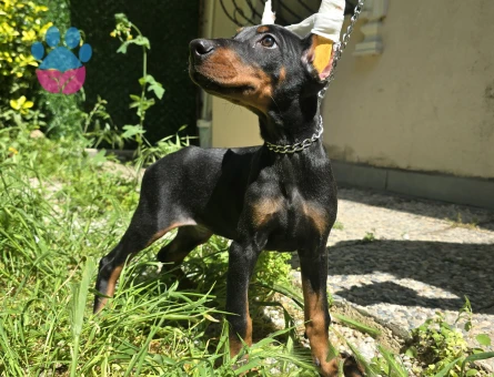 Kızıl ve siyah estetikli doberman yavrular
