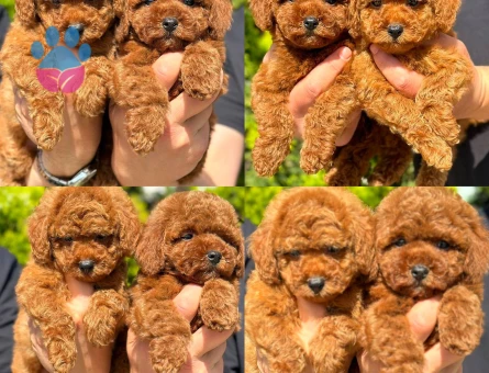 Her renkten toy ve kore poodle yavrular
