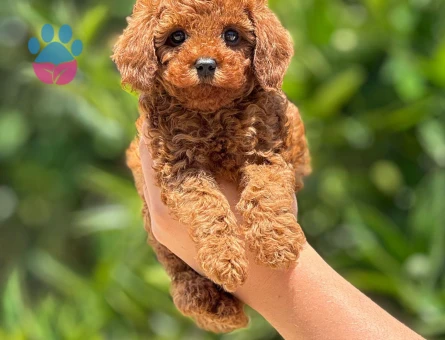 Her renkten toy ve kore poodle yavrular