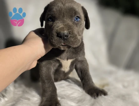 Blue ve siyah dev cane corso yavrular