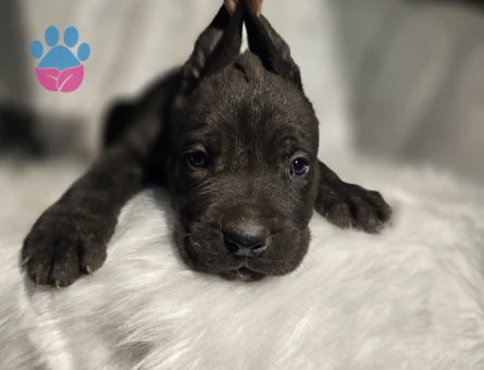 Blue ve siyah dev cane corso yavrular