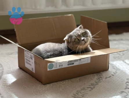 Scottish Fold Dünyanın En Sakin Kedisi Thor