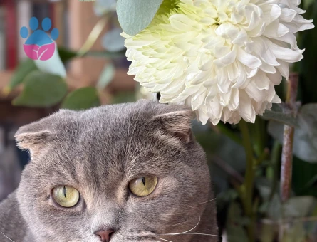 Scottish Fold Dünyanın En Sakin Kedisi Thor