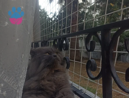 Scottish kırması kedi 2 Yaşında