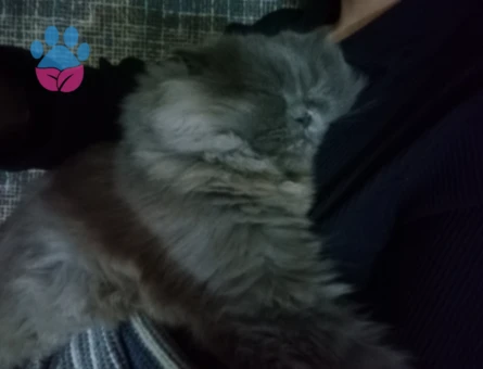 Scottish kırması kedi 2 Yaşında