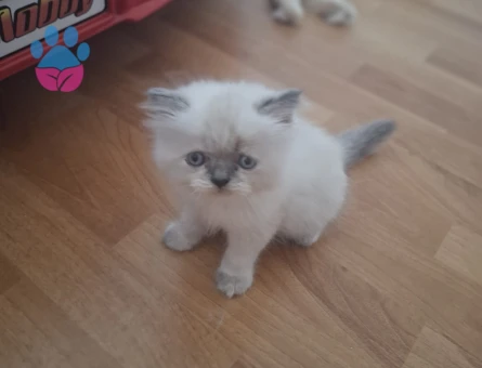 SCOTTİSH VE İRAN KEDİSİ KIRMASI