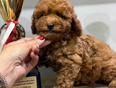KOREAN ÇOK ÖZEL TOY POODLE YAVRULARIMIZ - 6679
