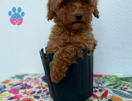 Sağlık Ve Irk Garantisi Altında Toy Poodle Yavru - 6682