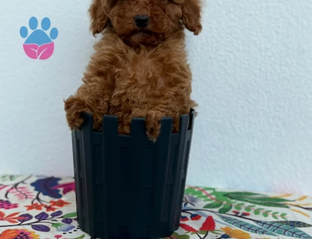 Sağlık Ve Irk Garantisi Altında Toy Poodle Yavru