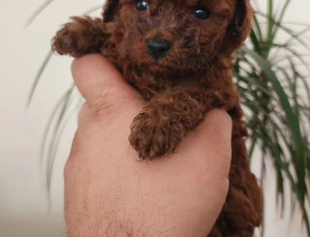 Shov Kali̇te Toy Poodle Yavrularimiz - 6683