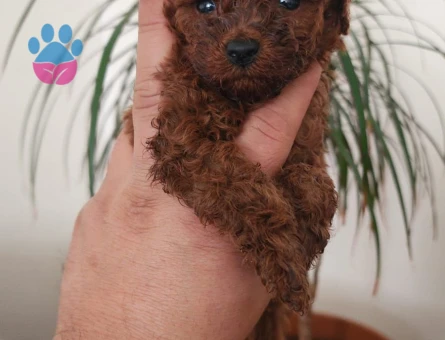 Shov Kali̇te Toy Poodle Yavrularimiz