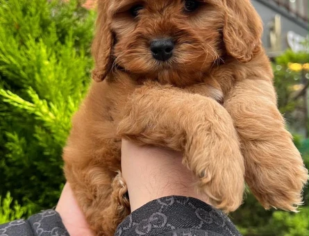 Kaliteli Maltipoo Yavrular Beyaz Krem Tarçın - 6684