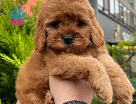 Kaliteli Maltipoo Yavrular Beyaz Krem Tarçın