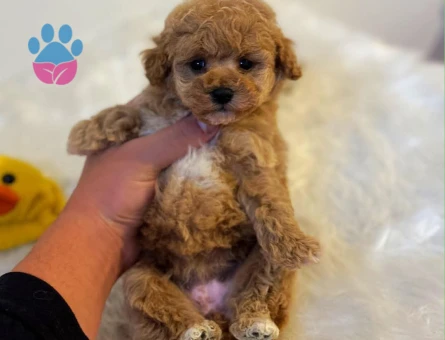 Zeki Oyuncu Toy Poodle Bebekler - 6685
