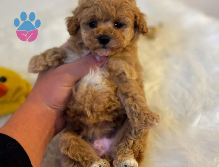 Zeki Oyuncu Toy Poodle Bebekler