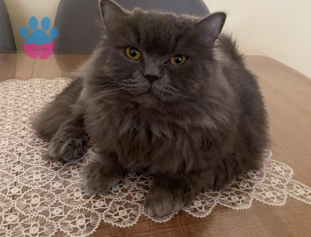 British Longhair Kısır Erkek - 6690