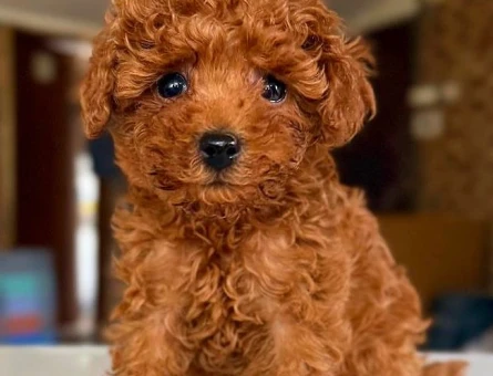 EN ÖZEL KOREAN TOY POODLE YAVRULARIMIZ - 6691