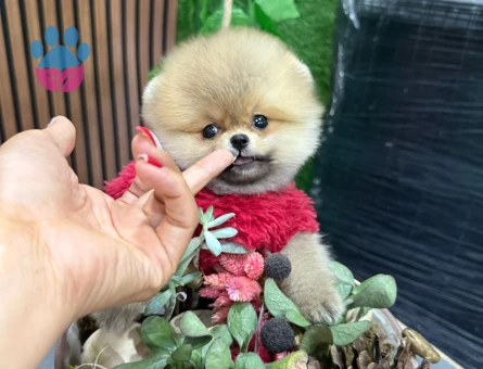 AYICIK SURAT POMERANIAN BOO YAVRULARI