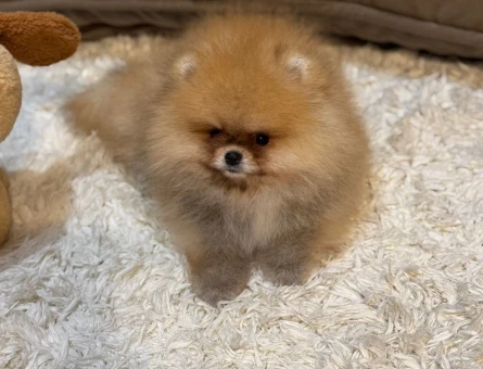 AYICIK SURAT POMERANIAN BOO YAVRULARI - 6703