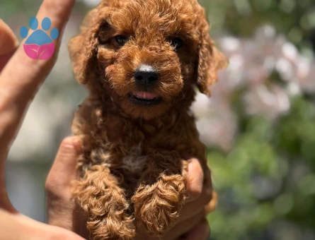 BİBLO GİBİ ÇOK ÖZEL TOY POODLE YAVRULARI - 6706
