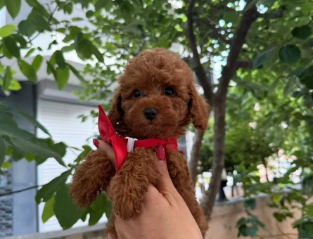 EN İYİSİNİ  ARAYANLARA TOY POODLE YAVRULARI - 6707