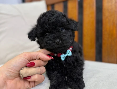 SIYAH ÇOK ÖZEL TOY POODLE YAVRULARIMIZ - 6708